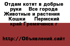 Отдам котят в добрые руки. - Все города Животные и растения » Кошки   . Пермский край,Гремячинск г.